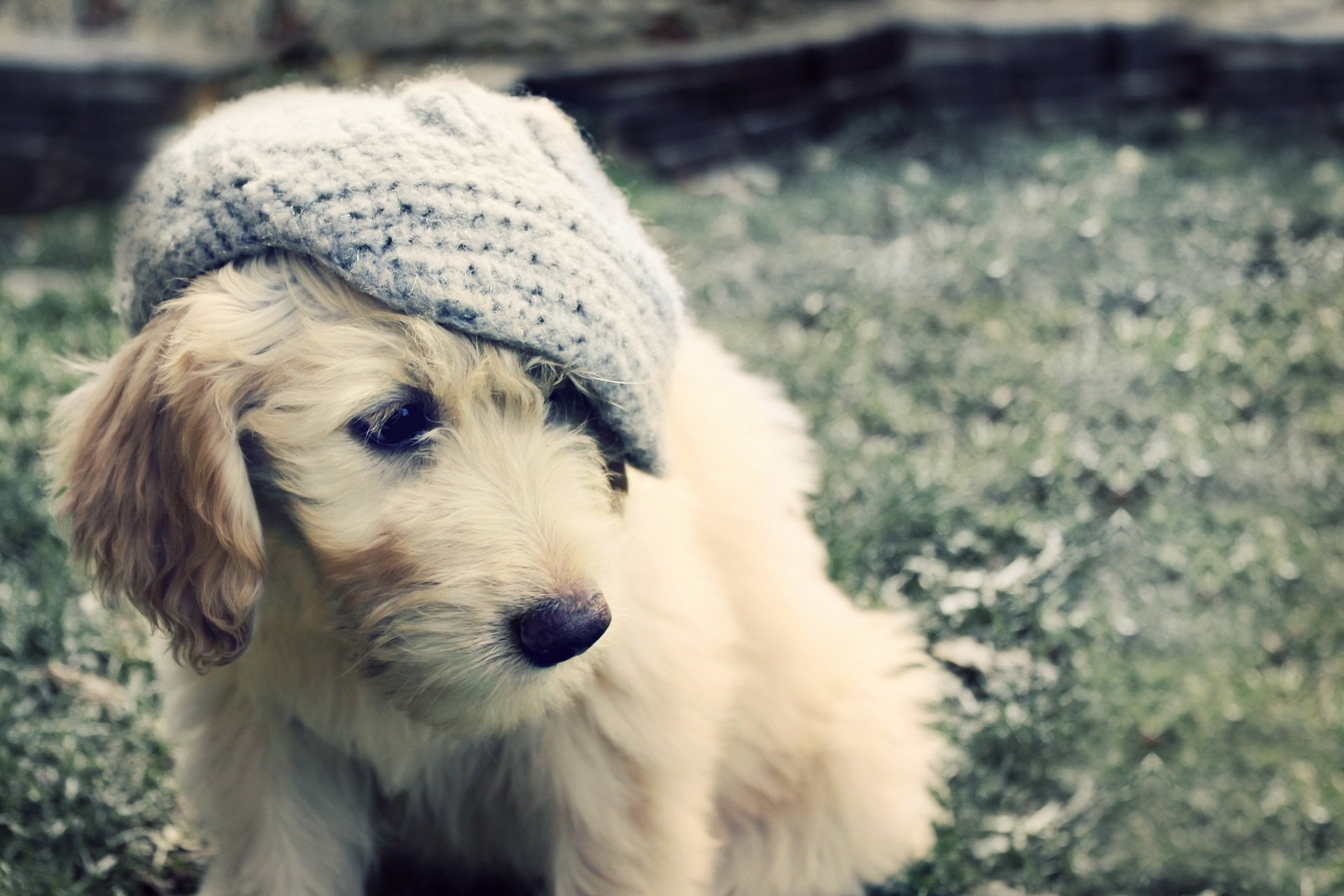 chien chapeau chiot