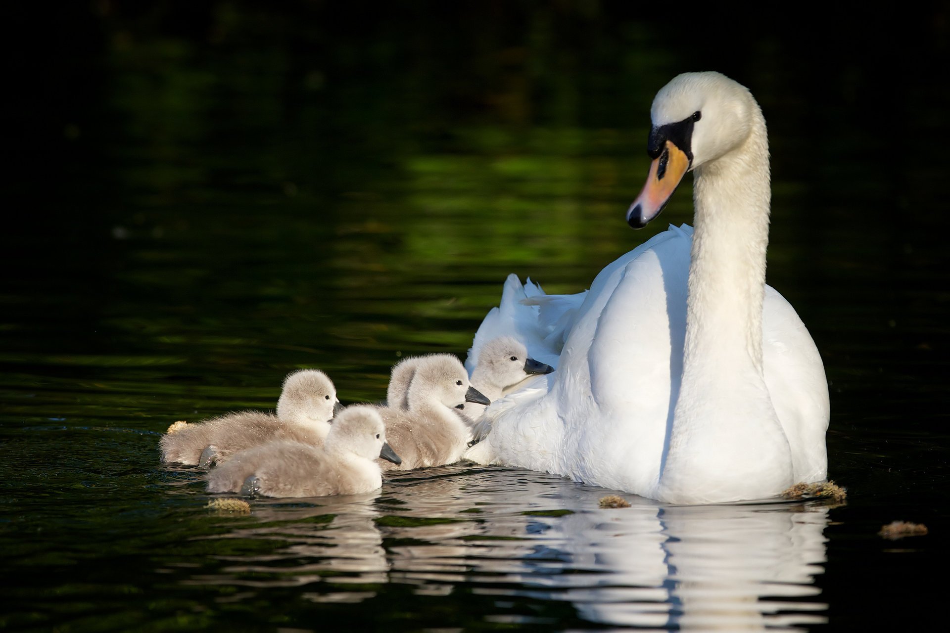 poussins cygnes maternité cygnes