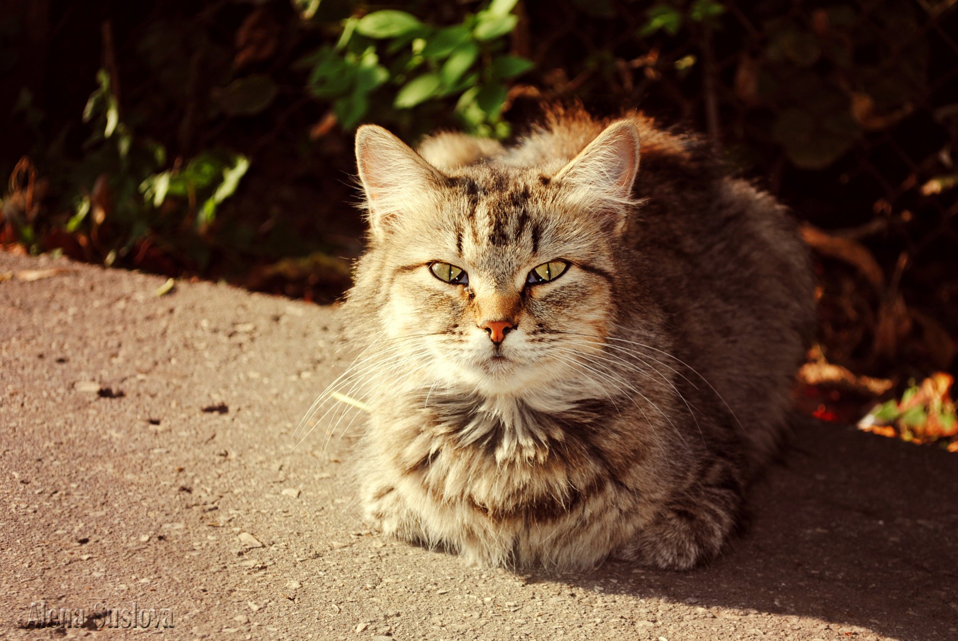 chats chat ensoleillé automne chat