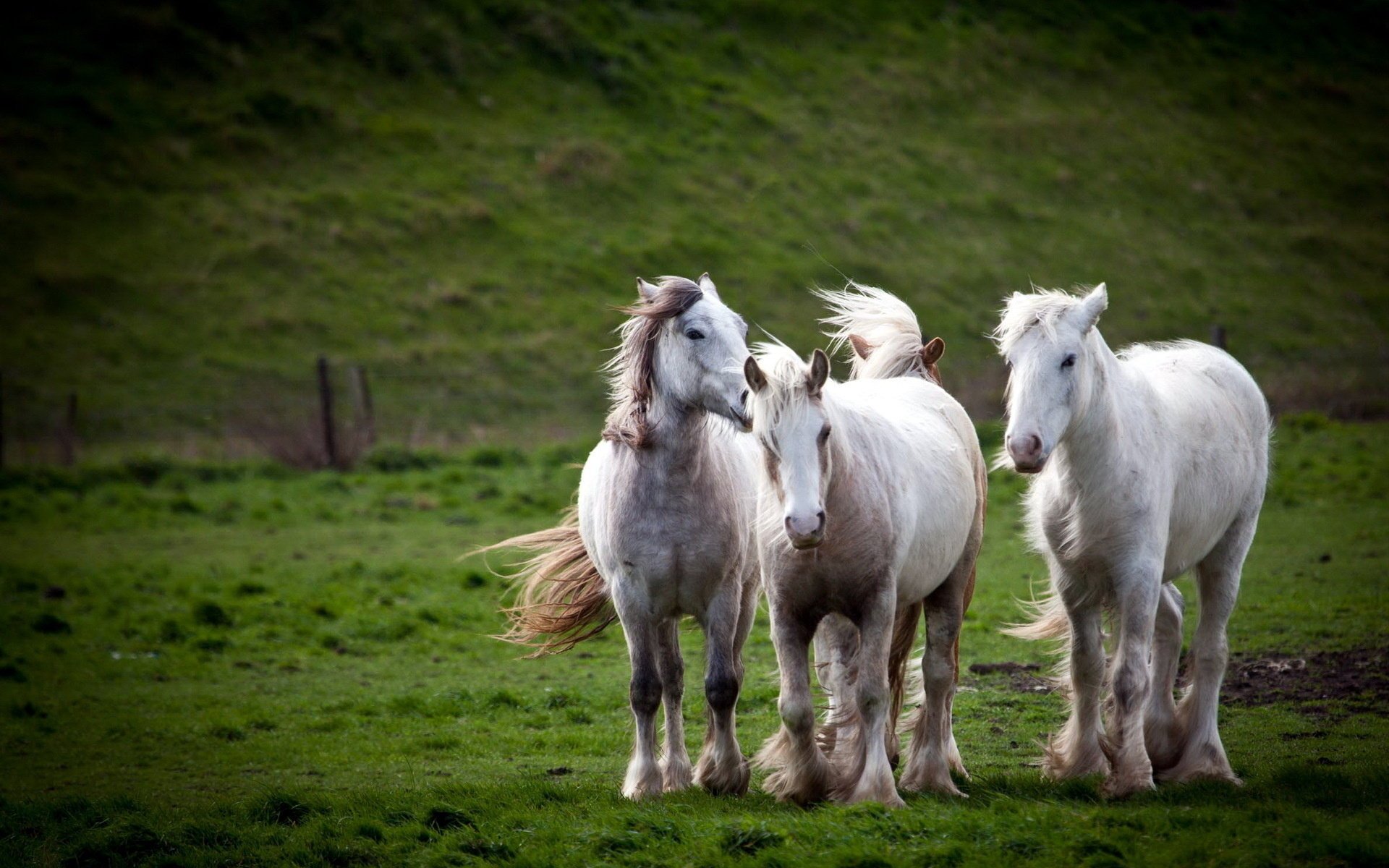 pferde natur feld