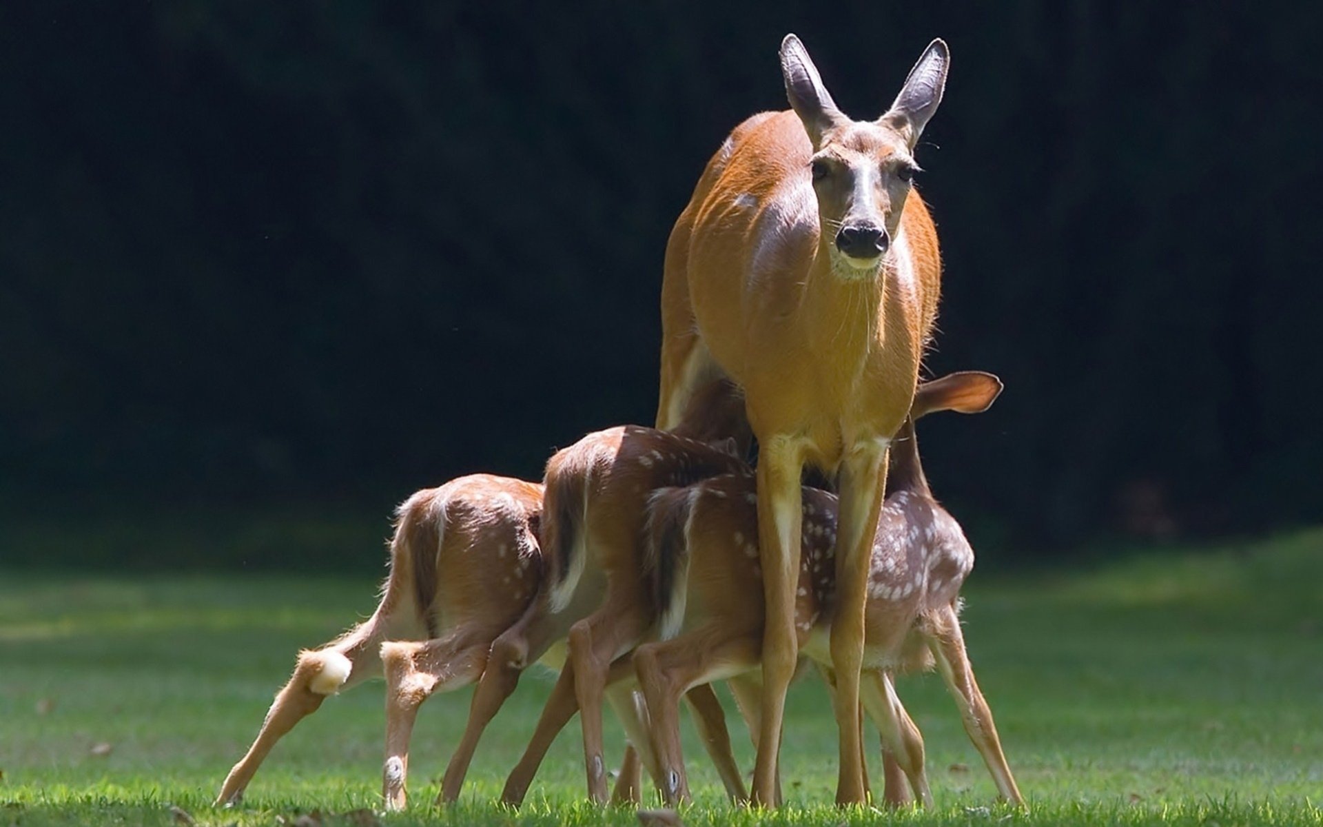 cerbiatti doe fawns cervo cervo cervo animals sfondo animali