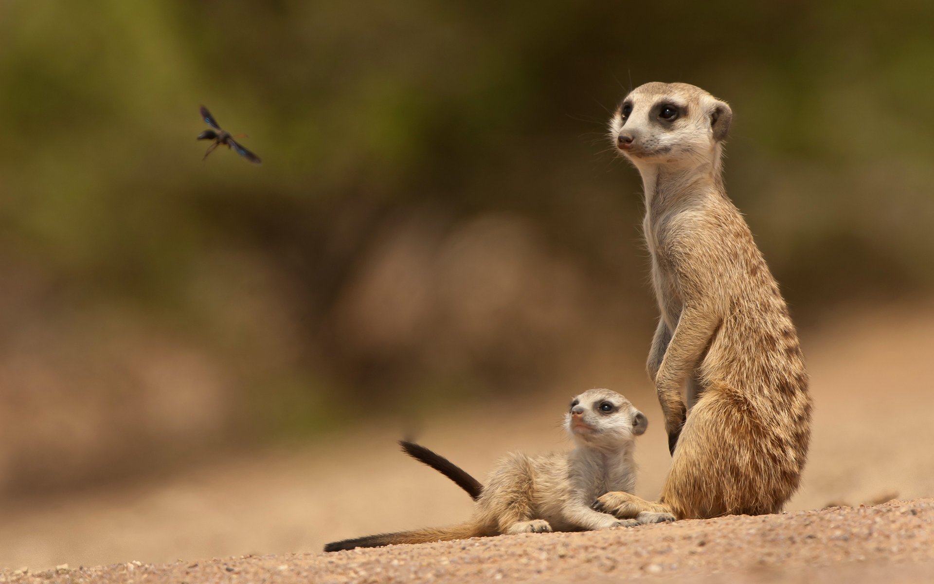 suricates bébé insecte famille