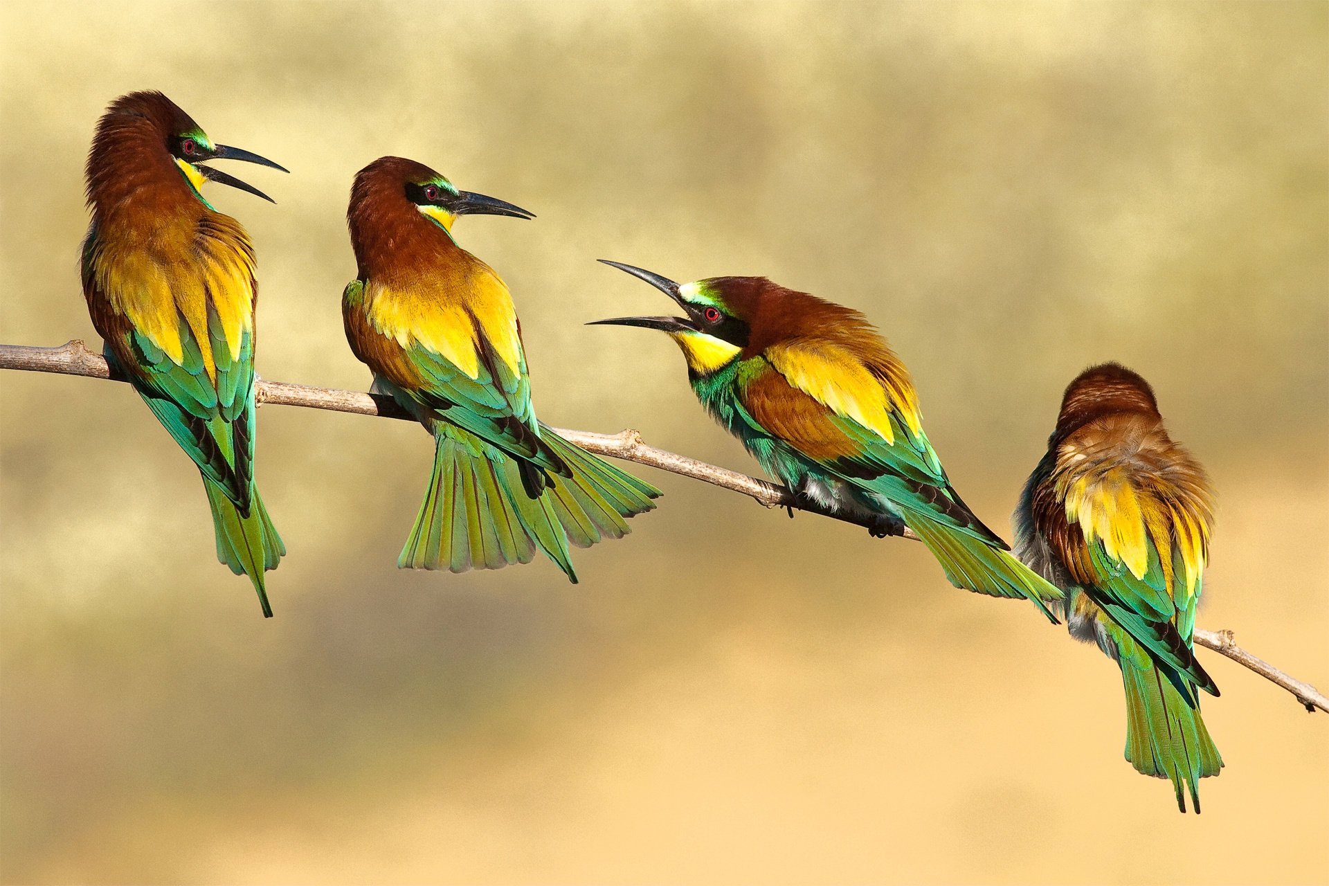 bee-eaters birds branch