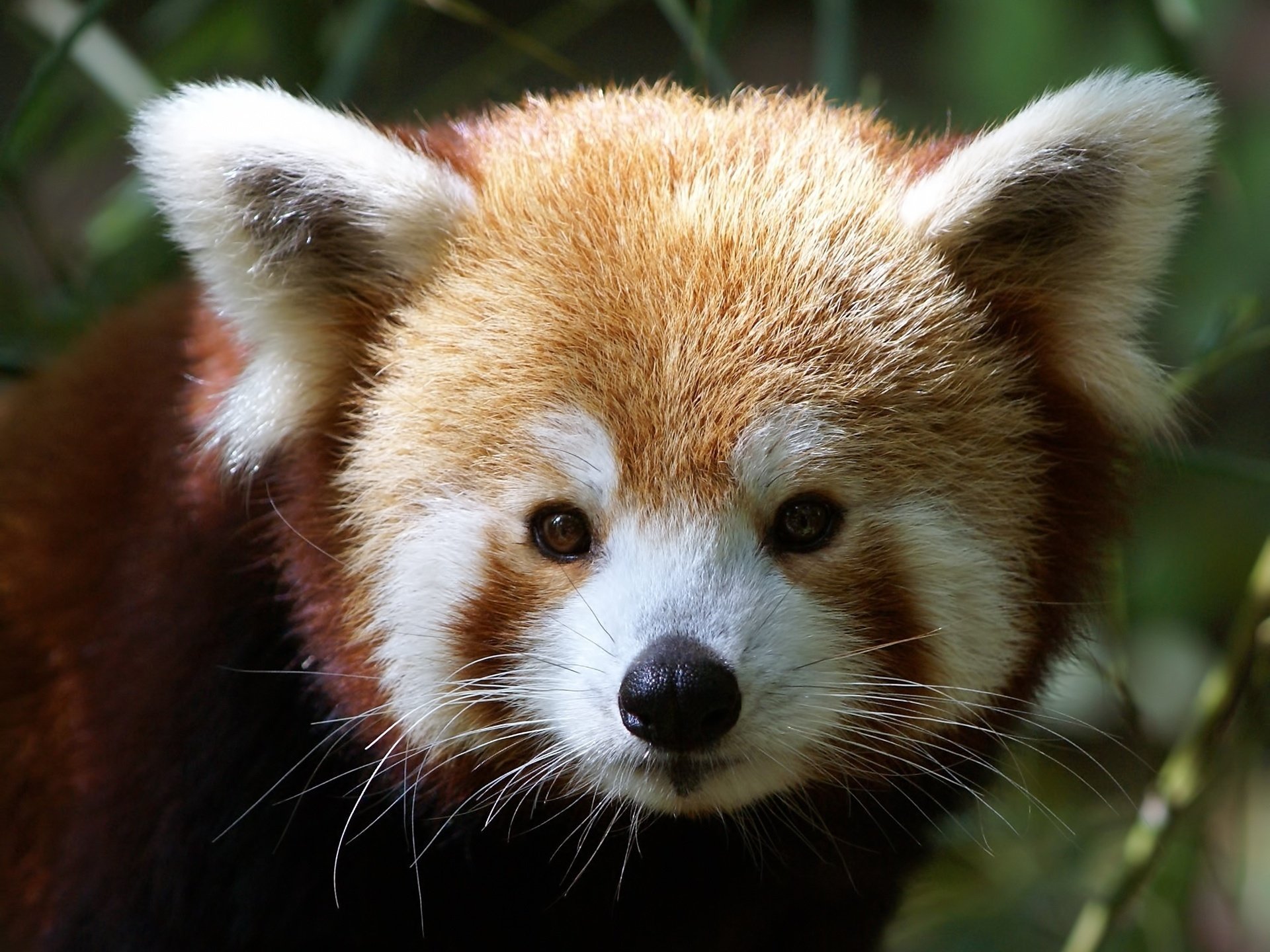 ailurus fulgens petit panda museau