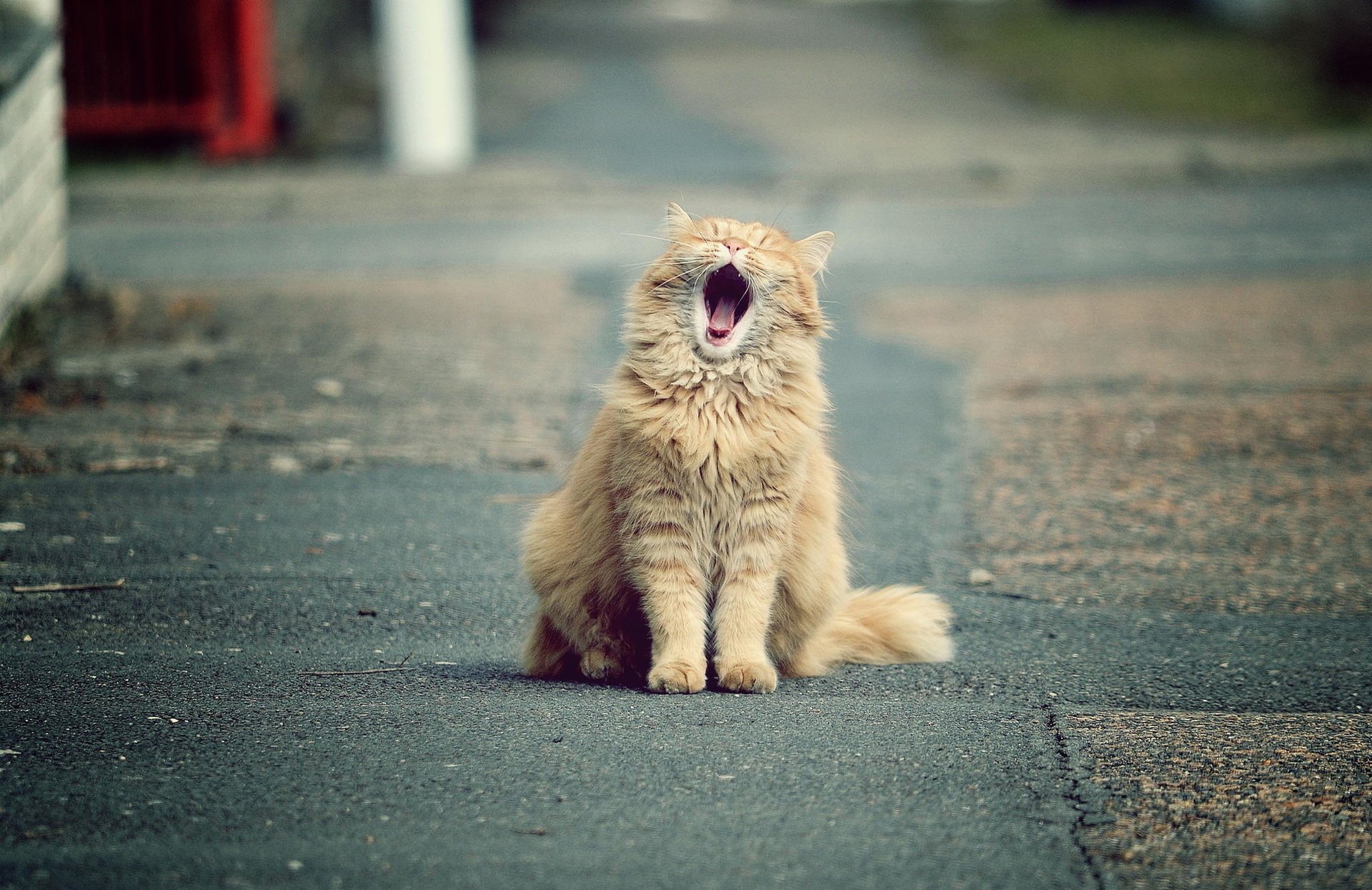 cat red yawn