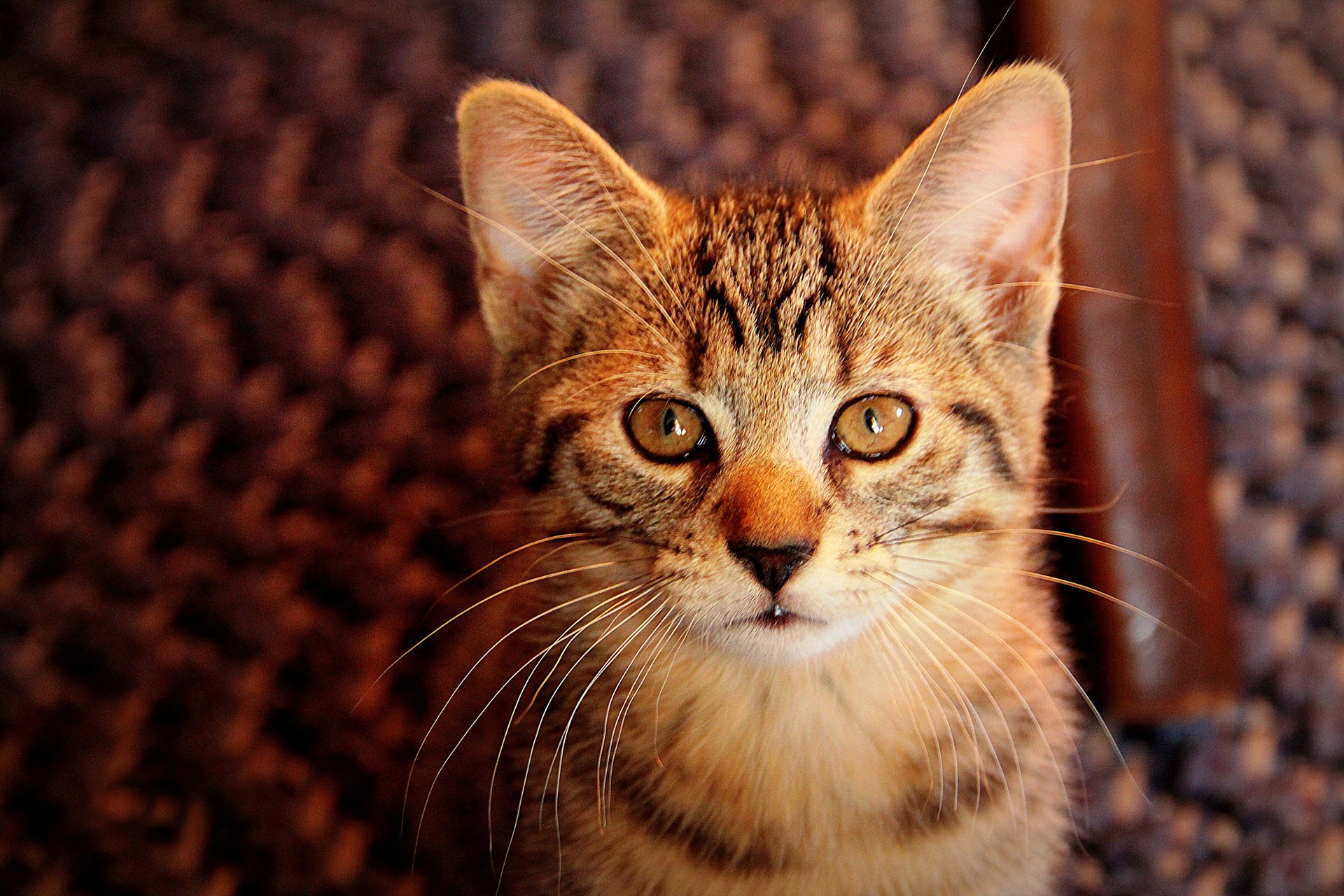 chaton fond vue gris rayé portrait