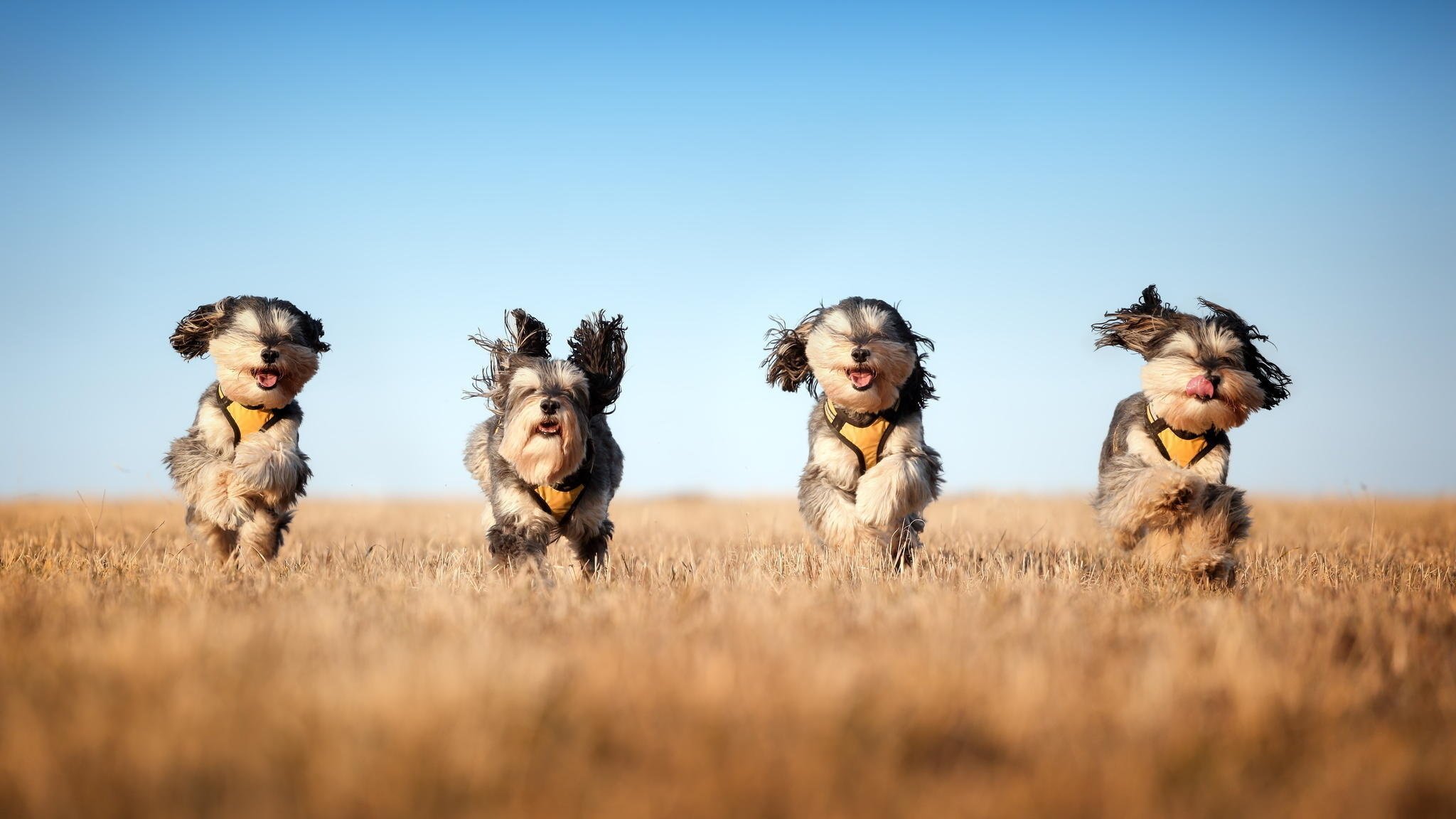 the mushketeers laufen hunde feld