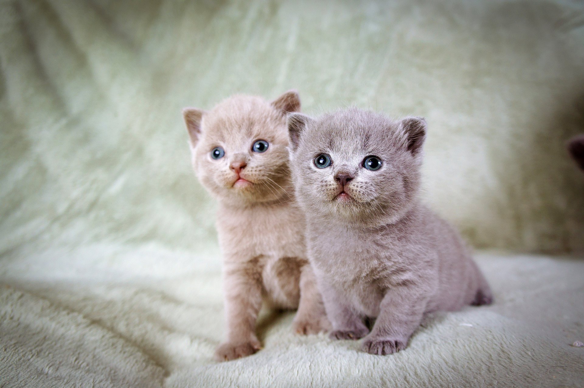 kittens blue-eyed two grey