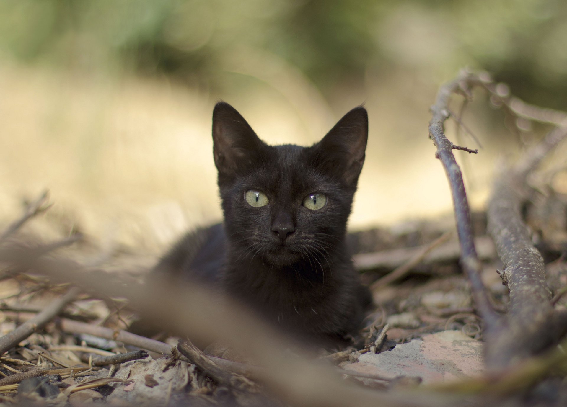 branches noir feuilles chat vue