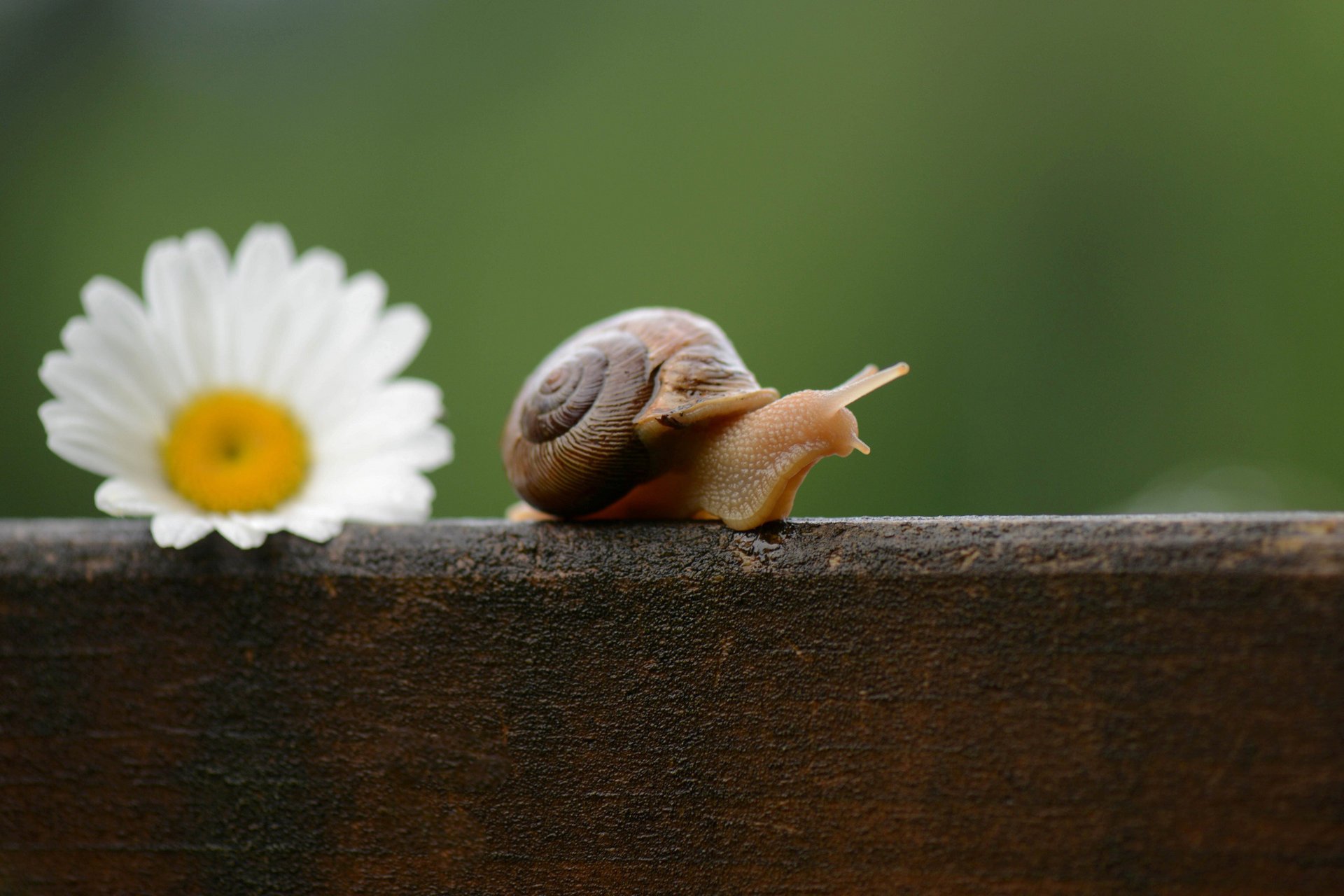 flower snail daisy