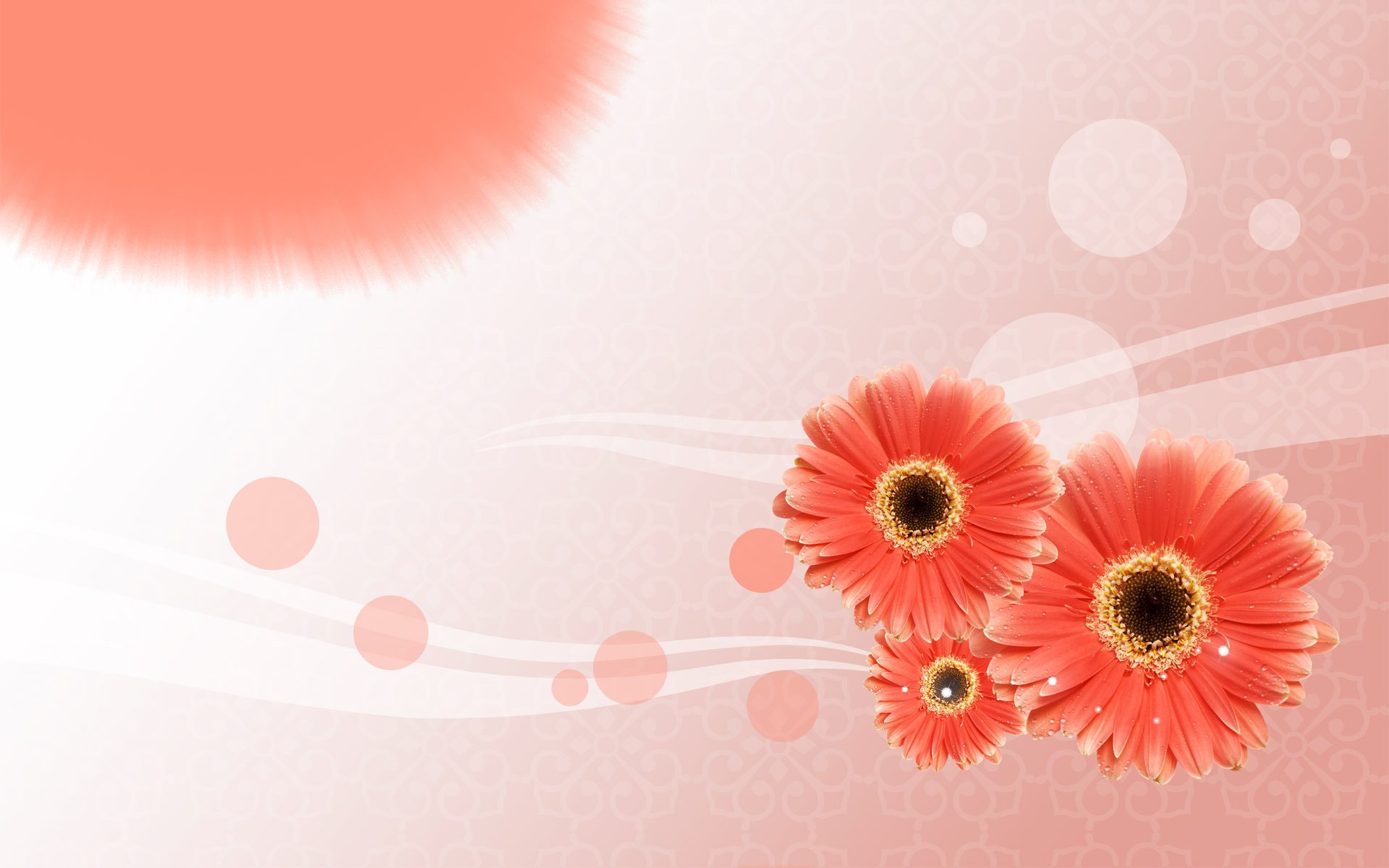 carte postale lignes papier peint fleurs gerbera cercles