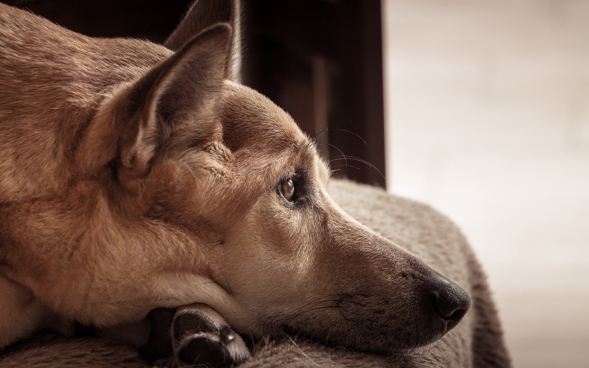 perro amigo mirada