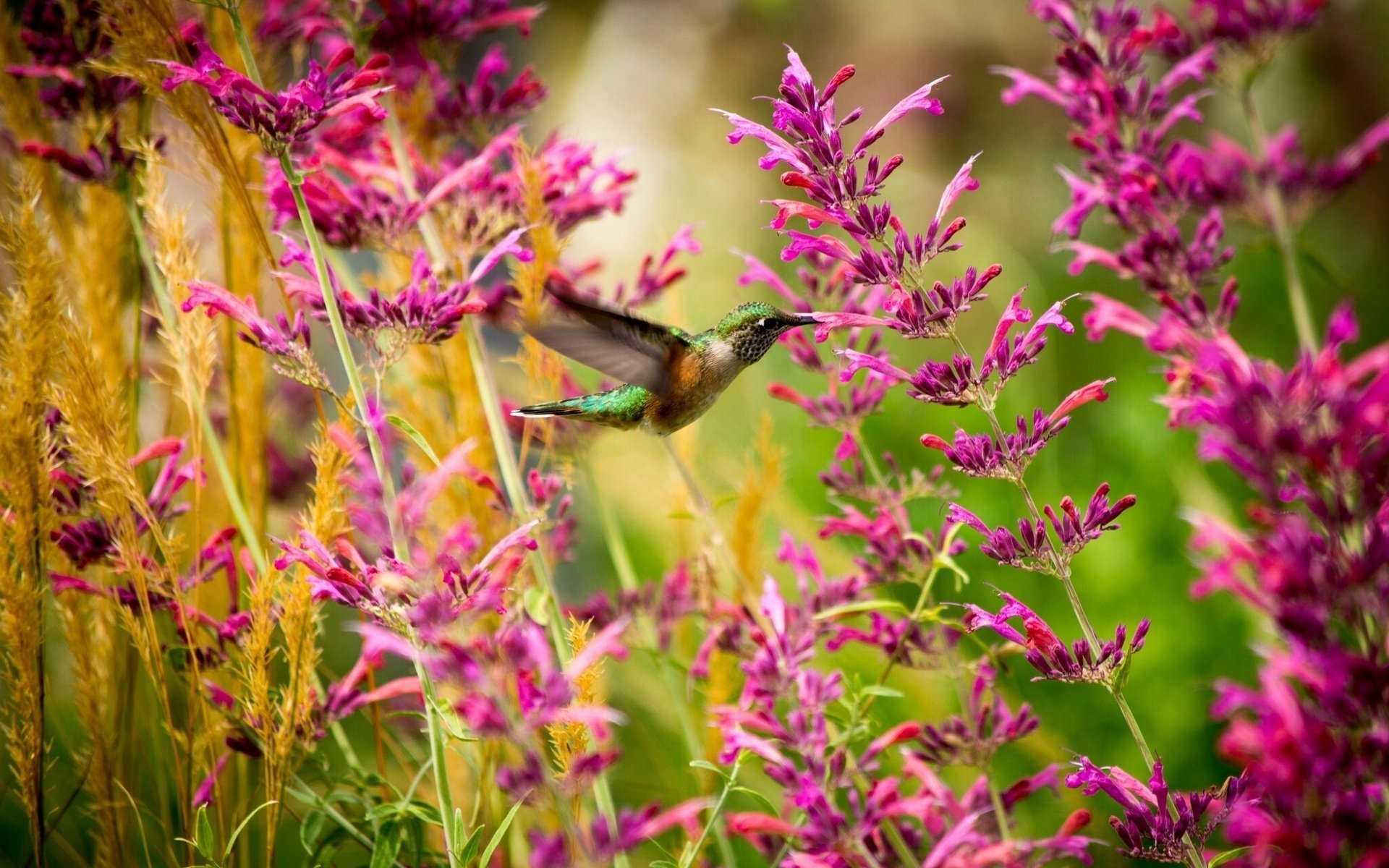 colibrí flores macro pajarito