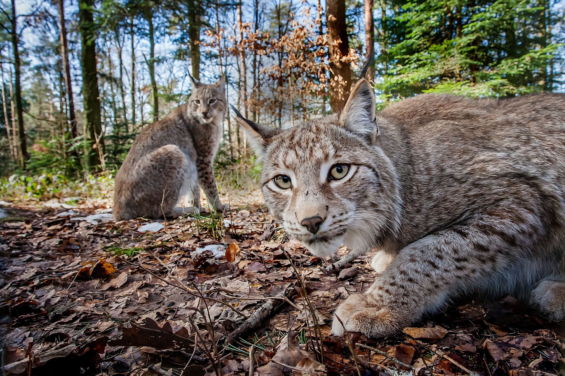 lynx forêt feuilles