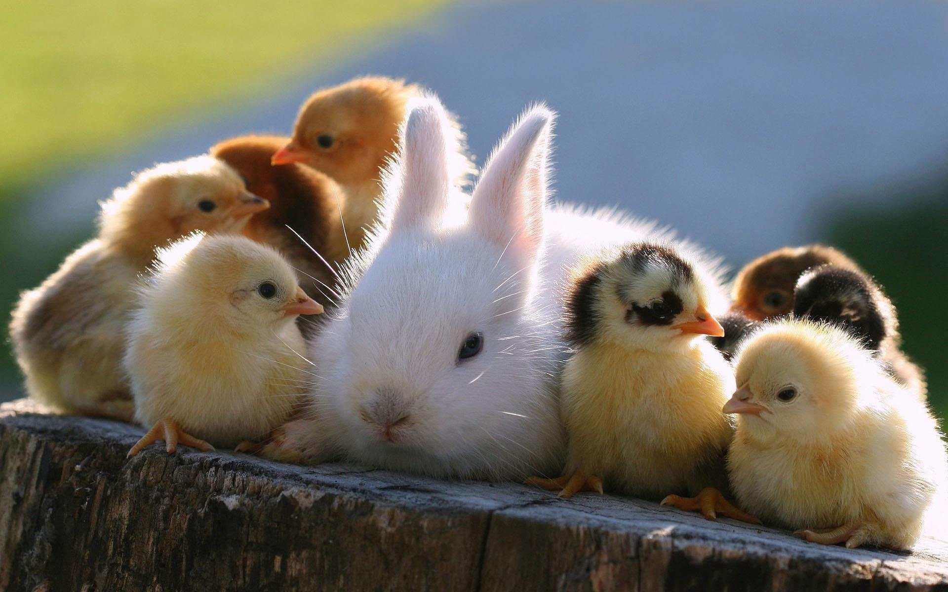 animaux poulets pâques lapin