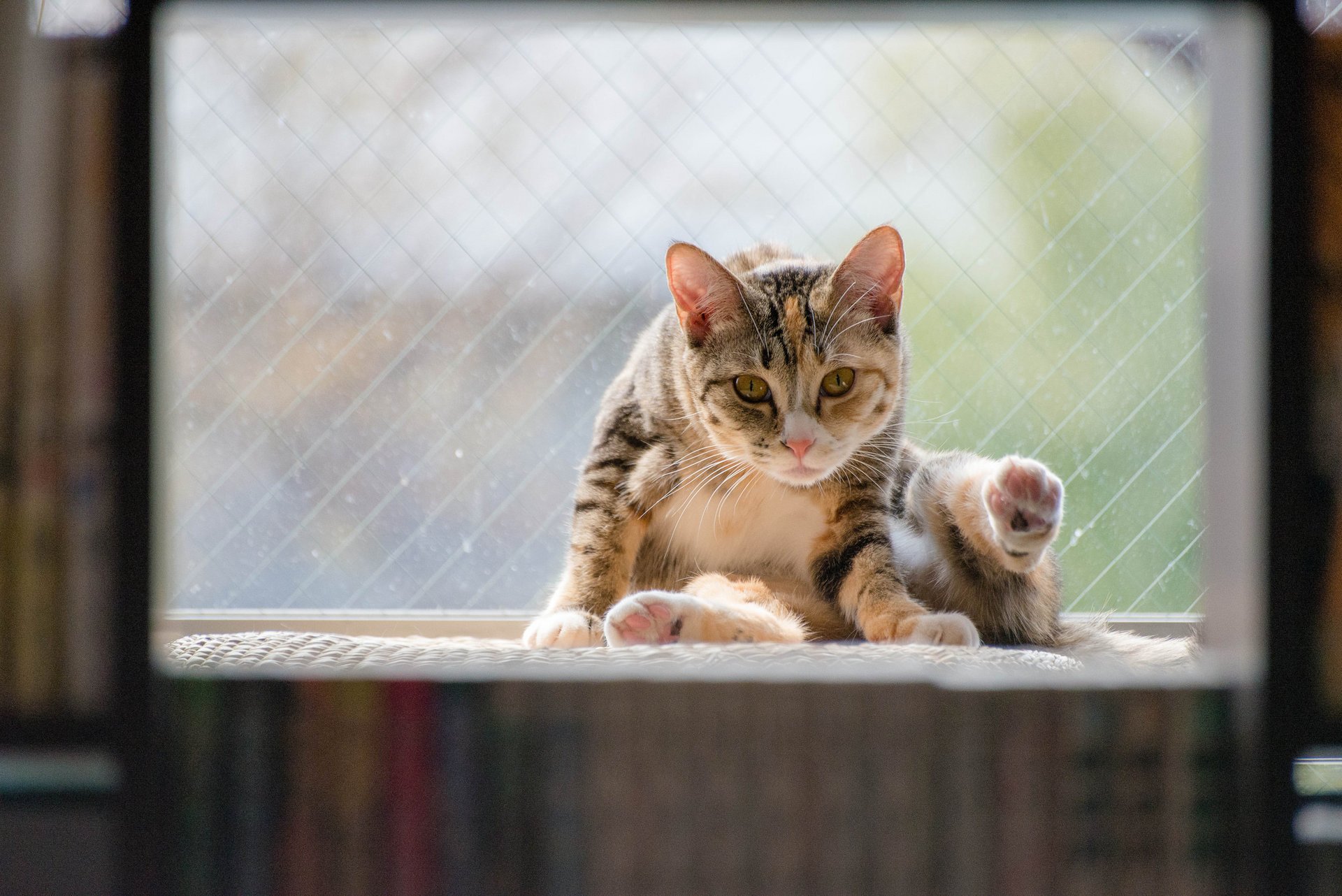 katze sitting sitzen hintergrund fenster katze katze tier animal fenster