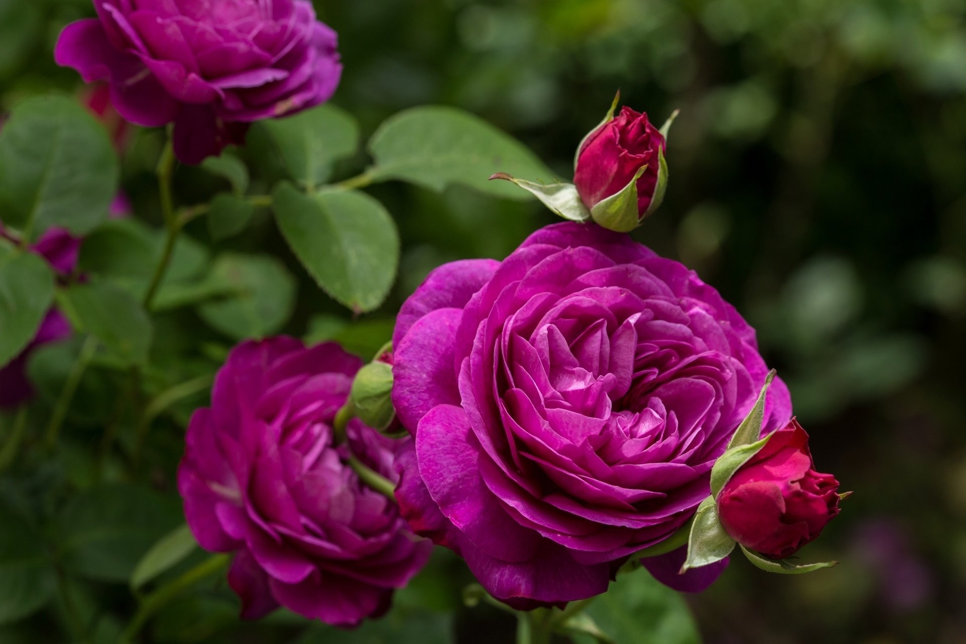 heidi klum rose rose heidi klum bud