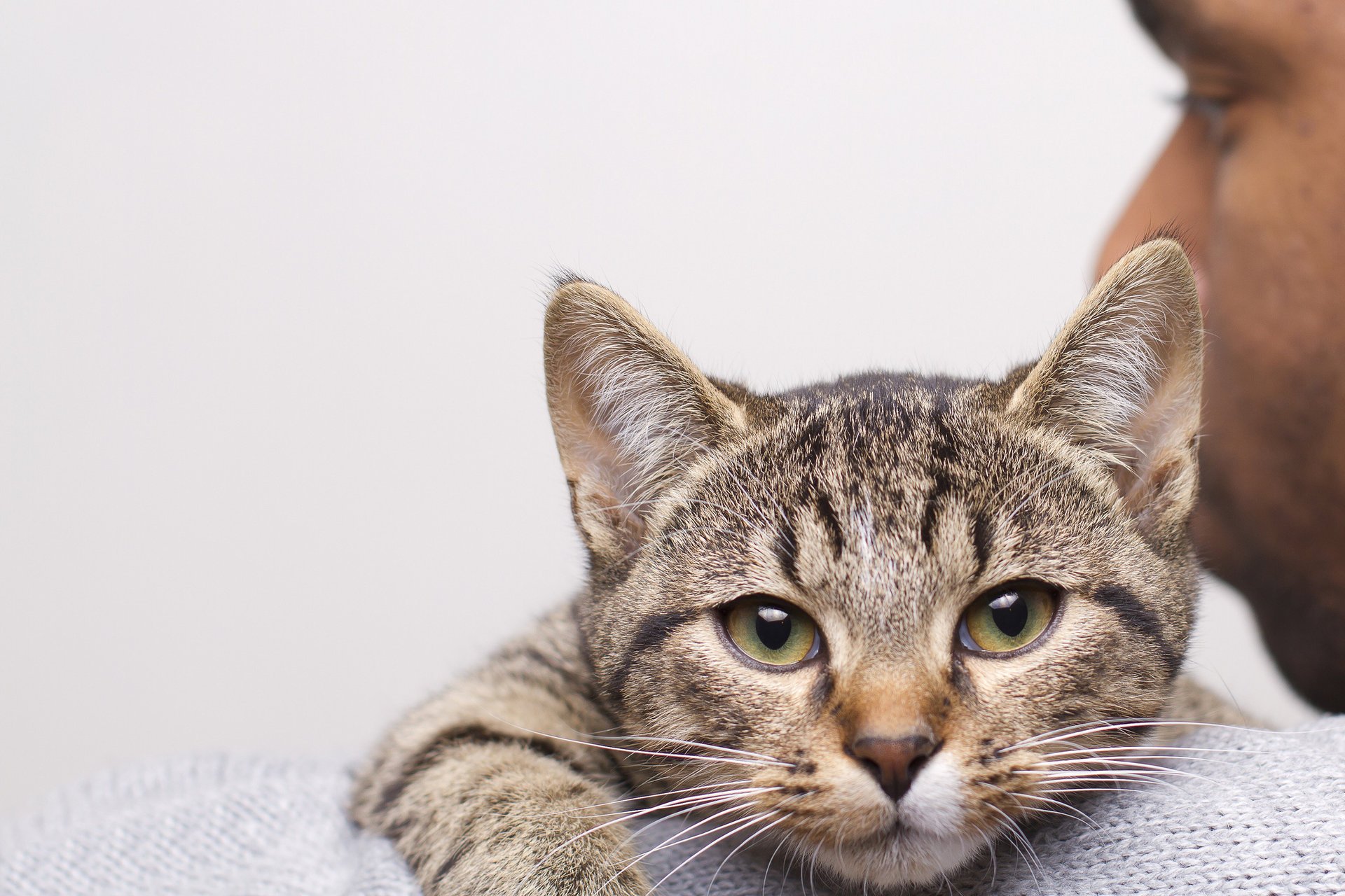 male look grey shoulder cat