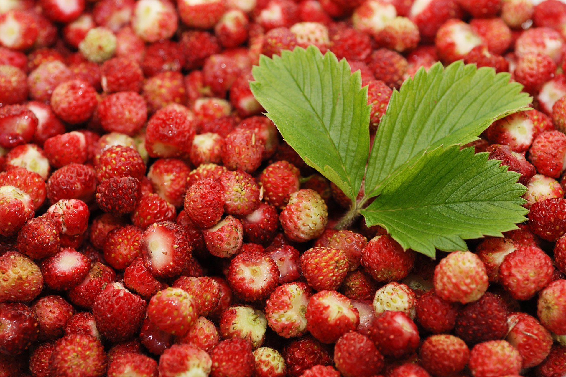 trawberries food berries leaf background leaves red