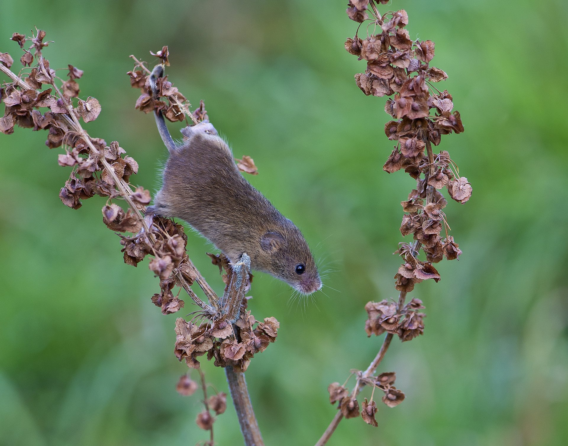 branch mouse vole red leaves dry