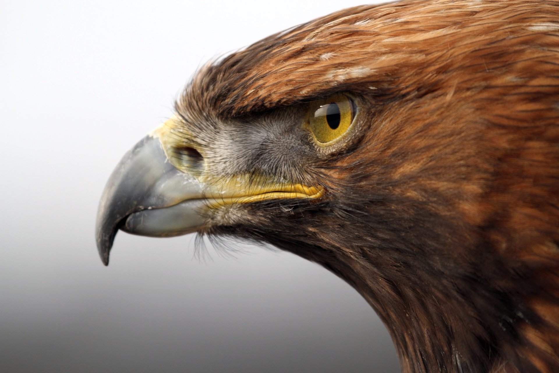 predatore uccello aquila reale aquila d oro becco testa