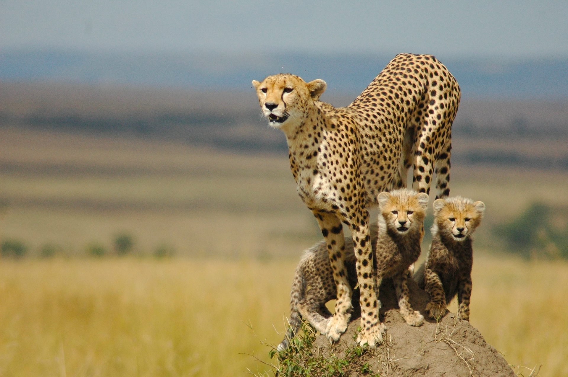 ghepardo famiglia gattini madre