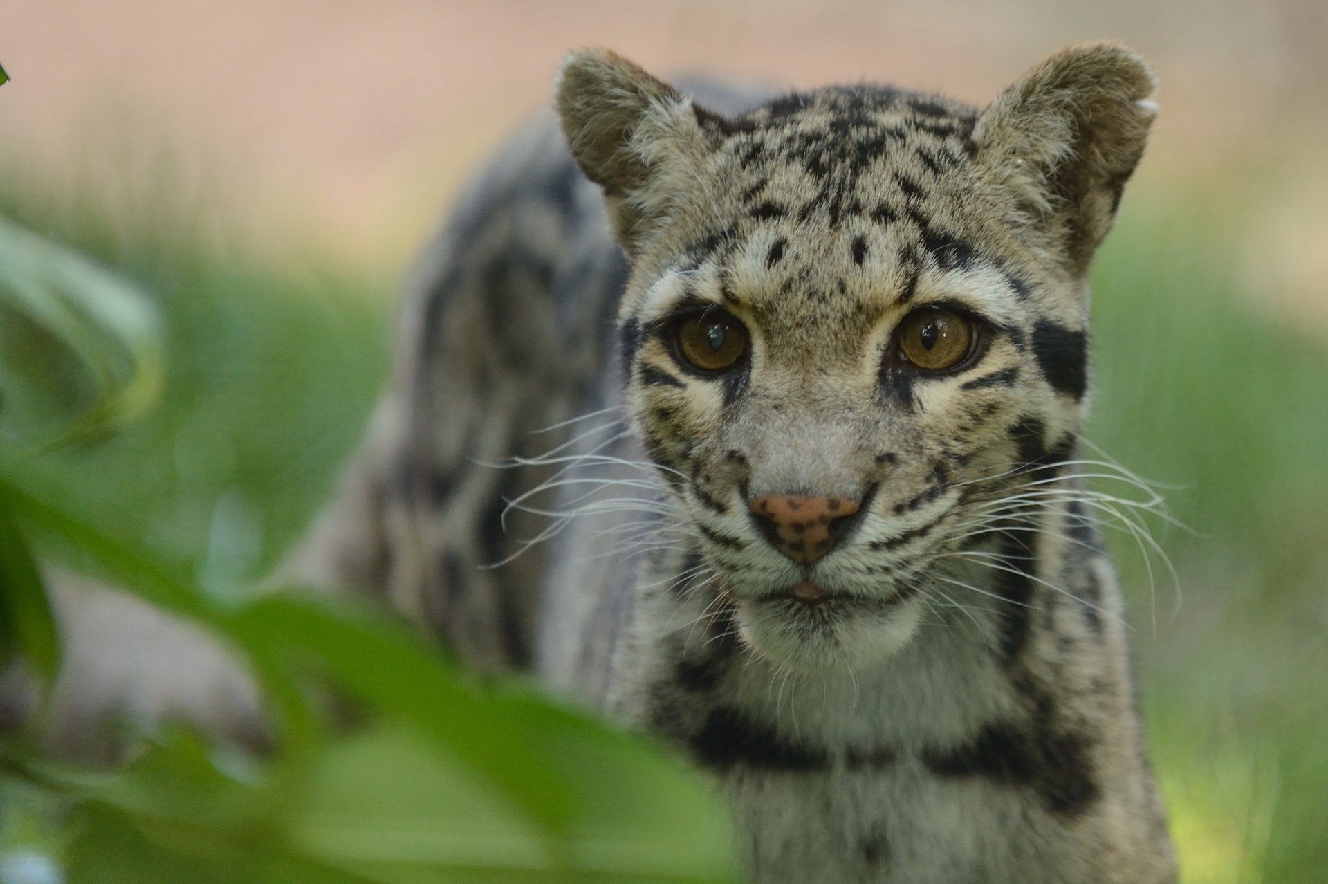 c anne-marie kalus leopardo nebuloso vista predatore