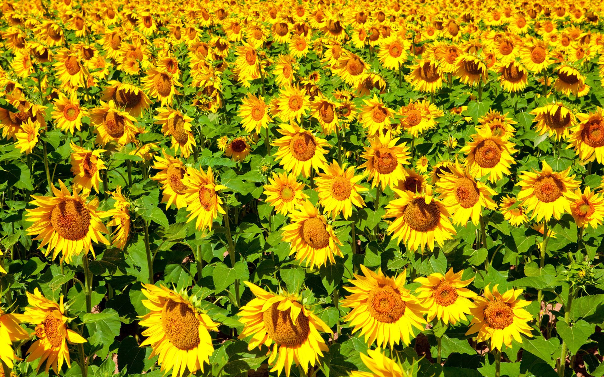 girasoles flores sol verano flor naturaleza