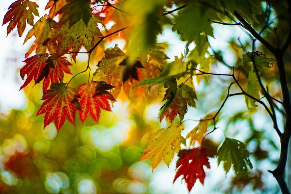 Im Vorfeld des Herbstes und der Herbstblätter