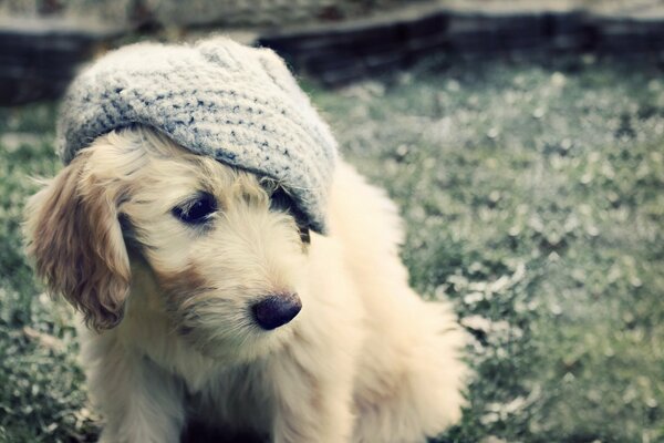 Fluffy puppy in a dapper cap