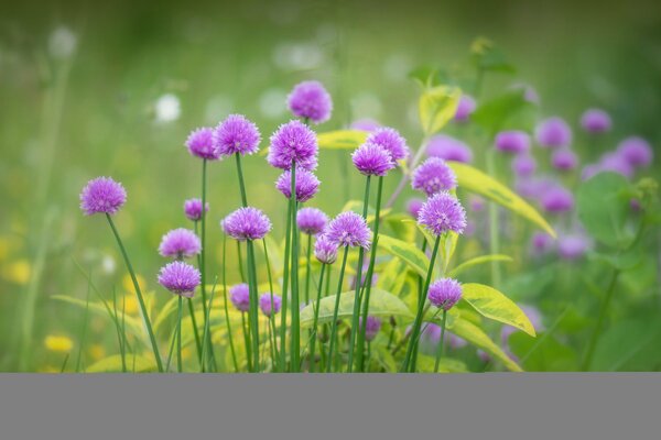 Lilac wildflowers and green grass at the height of summer