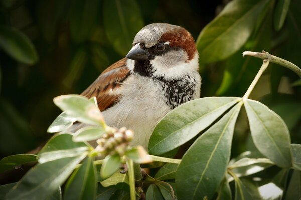 A bird is sitting on a branch with leaves