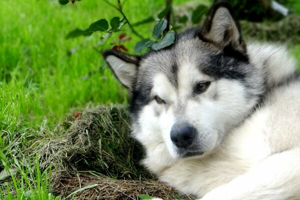 Alaskan Malamute Richard in the woods