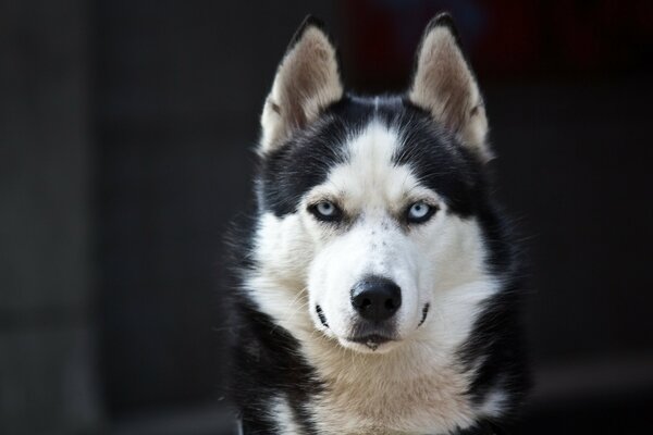 Piękny Husky o niebieskich oczach