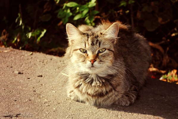 Große flauschige Katze im Licht