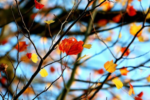 Umore autunnale delle foglie sull albero