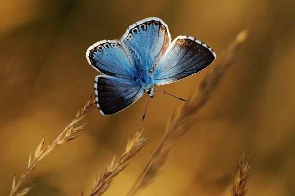 A blue butterfly in a wheat field