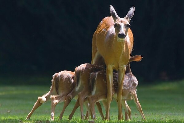 Ein ausgewachsenes Reh füttert seine Rehe