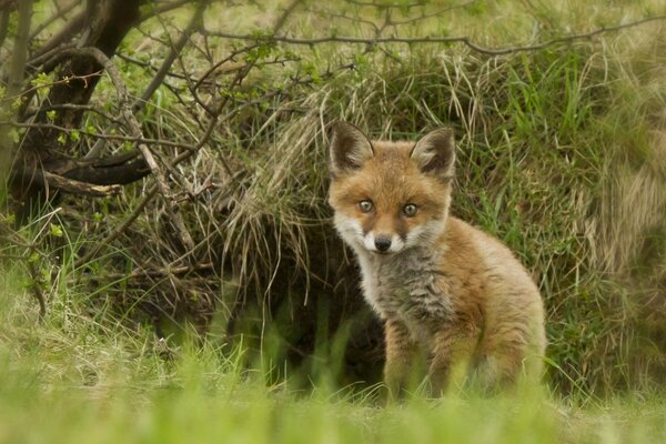 A frightened little fox cub in the forest