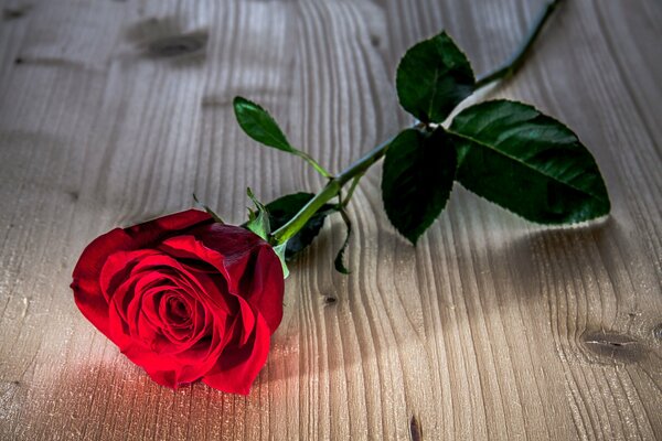 Eine Rose mit Blättern auf dem Foto