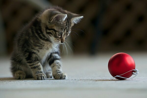 Striped kitten playing with a red Christmas ball