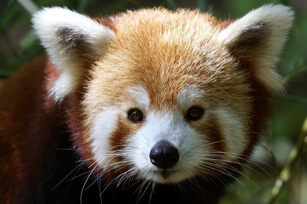 Mignon petit Panda avec des oreilles