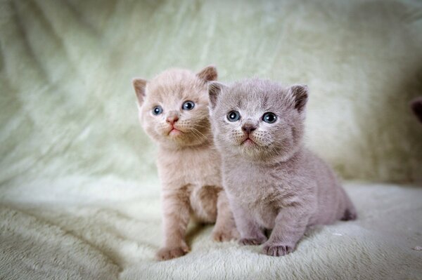 Pequeños gatitos de ojos azules en una manta