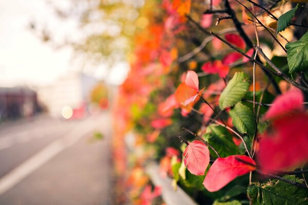 Pink and red leaves close-up