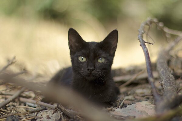 Gato joven negro sentado en las ramas