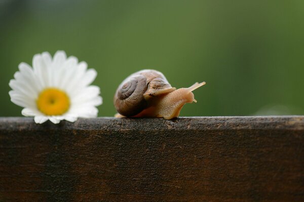 Viaje de Caracol en una mañana fresca