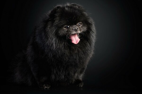 Perro peludo negro sobre fondo negro