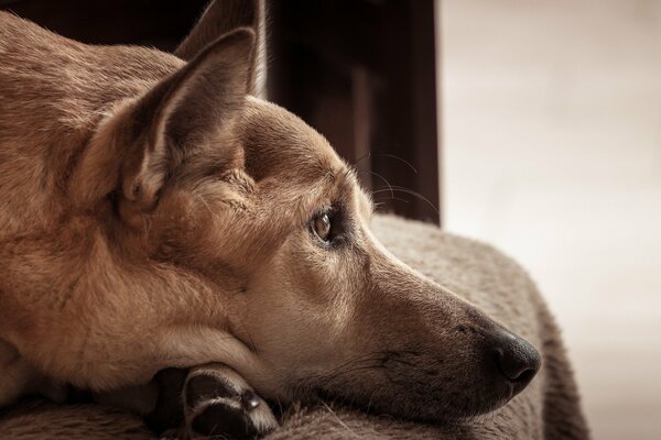 El perro es amigo del hombre. Mirada devota