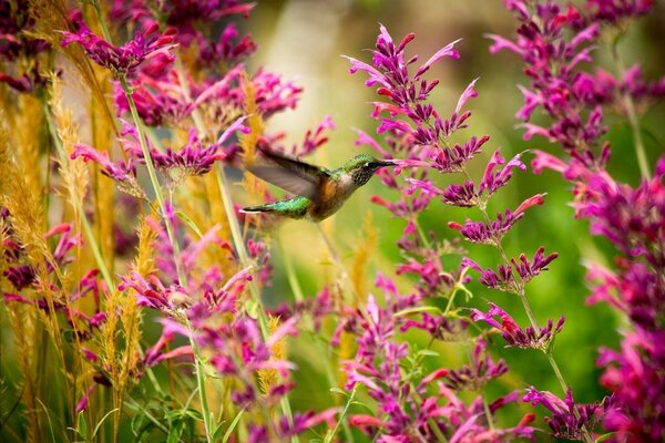 The bird flies up to the flower for nectar