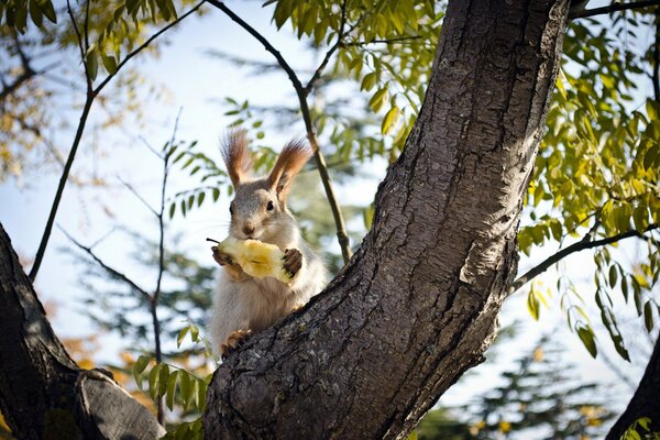 A squirrel in the forest eats a pear